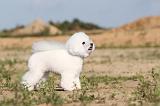 BICHON FRISE 222